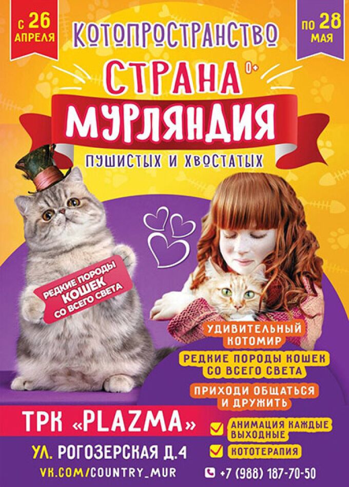 Выставка кошек Страна Мурляндия с 26.04, Мурманск ТРЦ Plazma, сайт «Афиша  Города»